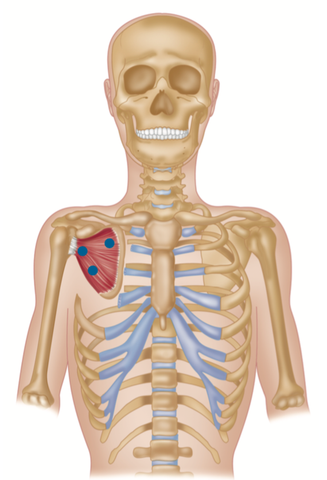 Puntos gatillo del subescapular