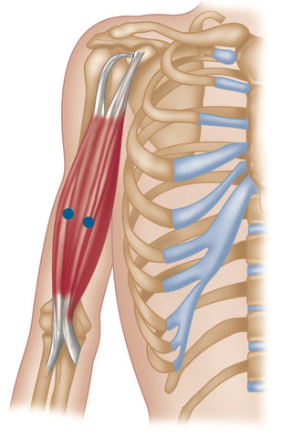 Puntos de activación del bíceps braquial