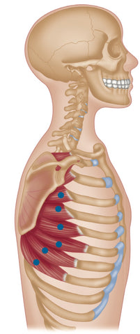 Serratus vordere Triggerpunkte