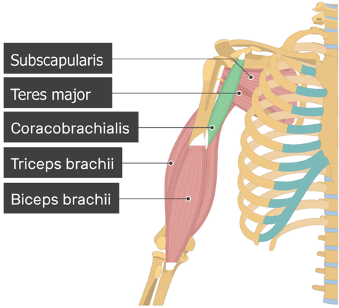 Músculos de los puntos gatillo de la articulación del hombro