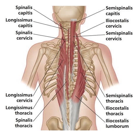 Erector Spinae-Triggerpunkte