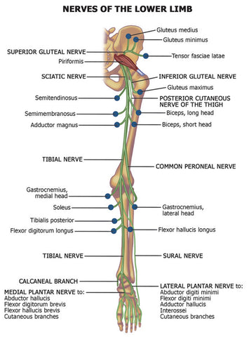 Massage for Sciatica Nerve of the Lower Limb