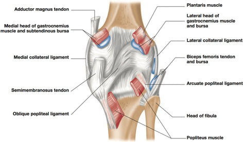 Puntos desencadenantes del dolor de rodilla