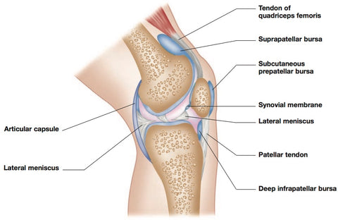 Puntos desencadenantes del dolor de rodilla