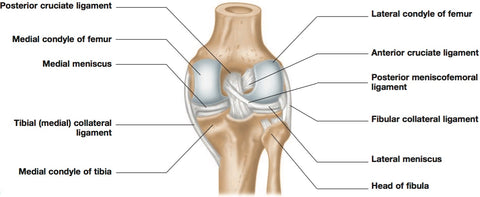 ligamentos de la rodilla