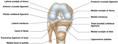 ligamentos de la rodilla