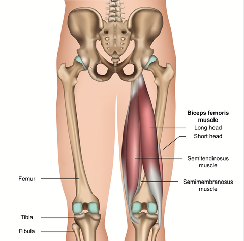 Hamstring Muscles and Trigger Point Release