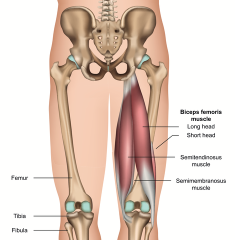 Triggerpunkte der Kniesehnenmuskulatur