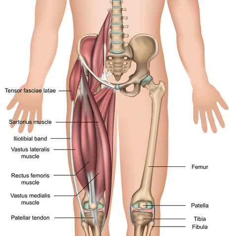 Anatomía de Cadera y Muslo Online CEU CPD CPE