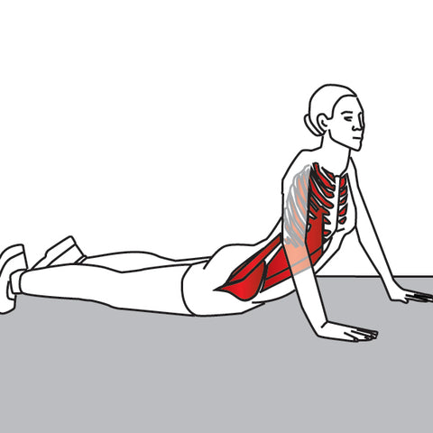 Rising Stomach Stretch, External Oblique, Intercostals, Obliques and more