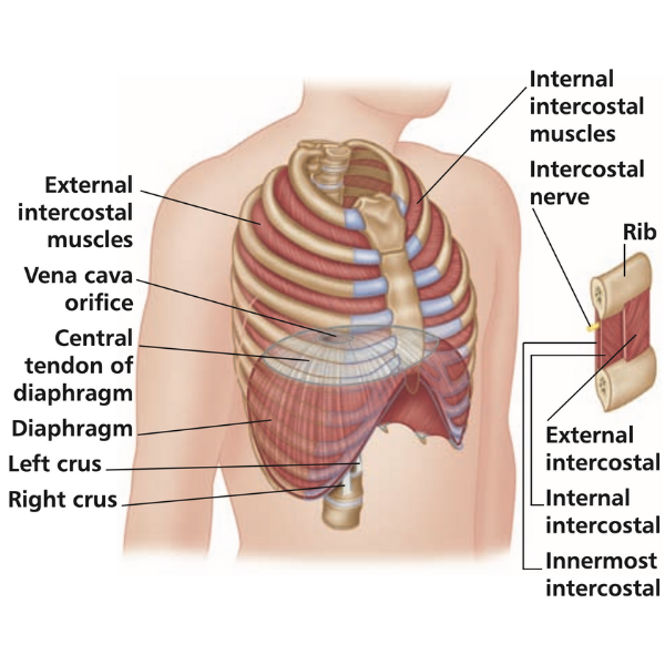 Treating Intercostal Muscle Strain