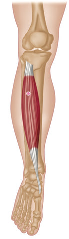 Terapia de puntos gatillo - tibial anterior