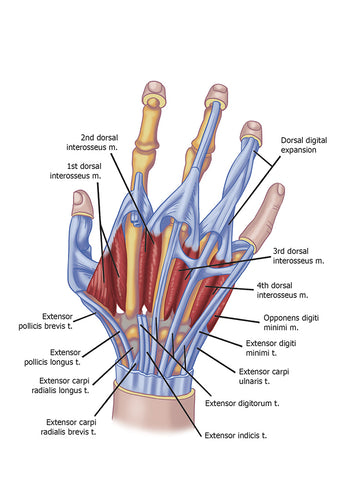 Muscles of Hand and Fingers