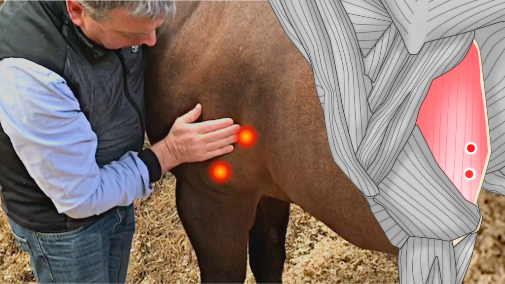 Trigger Point Massage for Horses