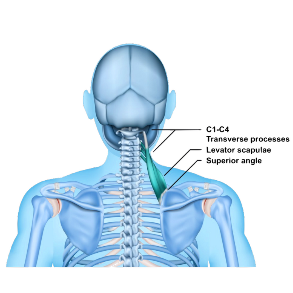 Levator Scapulae Muscle Snapping Scapula Syndrome
