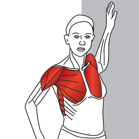Bent Arm Chest Stretch  Pectoralis Major, Pectoralis Muscles and