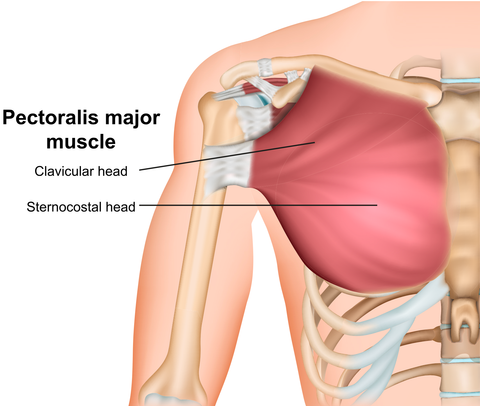 Pectoralis Major Trigger Point Therapy