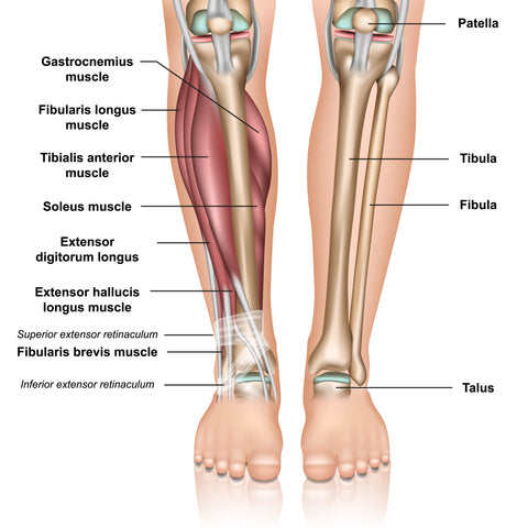 Anatomie des Peroneus-Muskel-Triggerpunkts