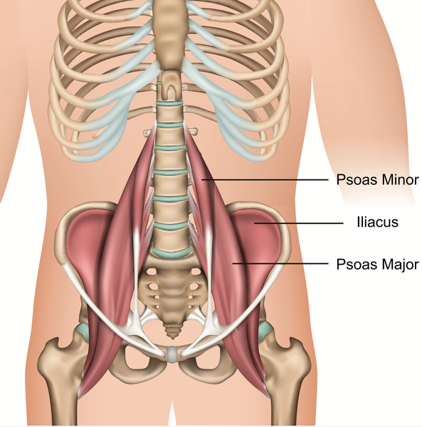 Psoas Muscle Anatomy