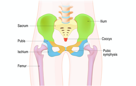 Masaje de Pelvis y Articulaciones Sacroilíacas CE