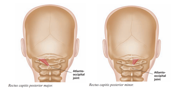 Suboccipital muscles Trigger Point Release