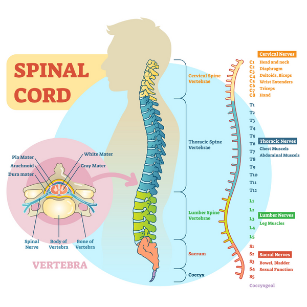 Spinal Cord