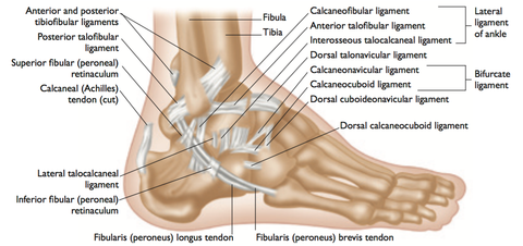 Puntos gatillo de la anatomía del tobillo