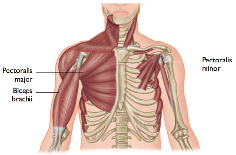 Biceps Brachii