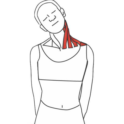 Stretching Sternocleidomastoid Muscle SCM