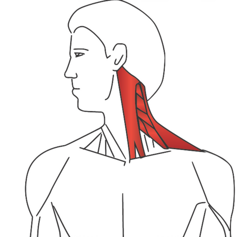 Stretching Sternocleidomastoid Muscle