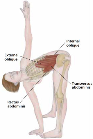 External Obliques Windmills Trigger Points