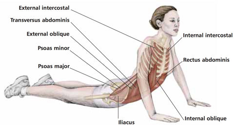 Internal Obliques Trigger Point Therapy