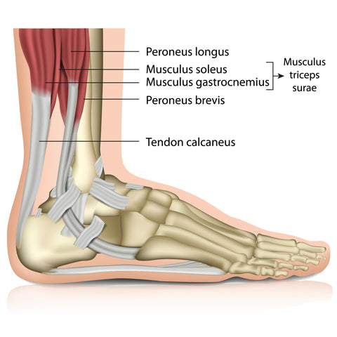 Anatomy - Treatment for Ankle Sprain