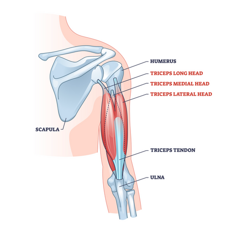 Triceps brachii muscle