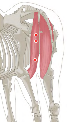 Trigger Point Release for Horses Hamstrings