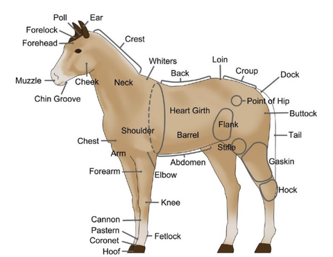 Puntos gatillo para la equinoterapia en caballos