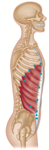 Obliques Trigger Points