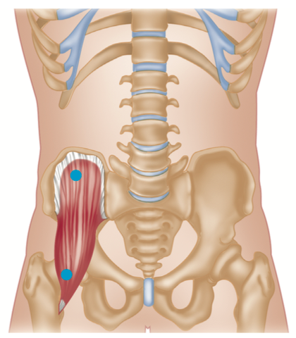Iliacus