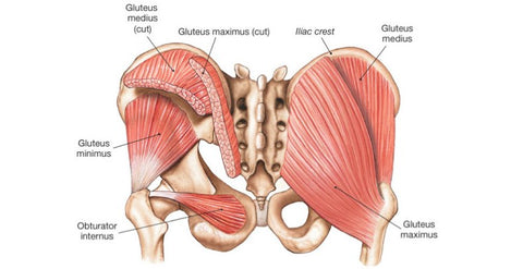 Trigger Point Therapy - Gluteus Muscles