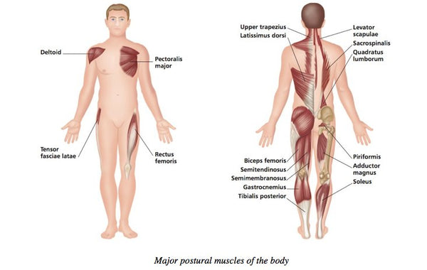 Puntos gatillo - Músculos posturales