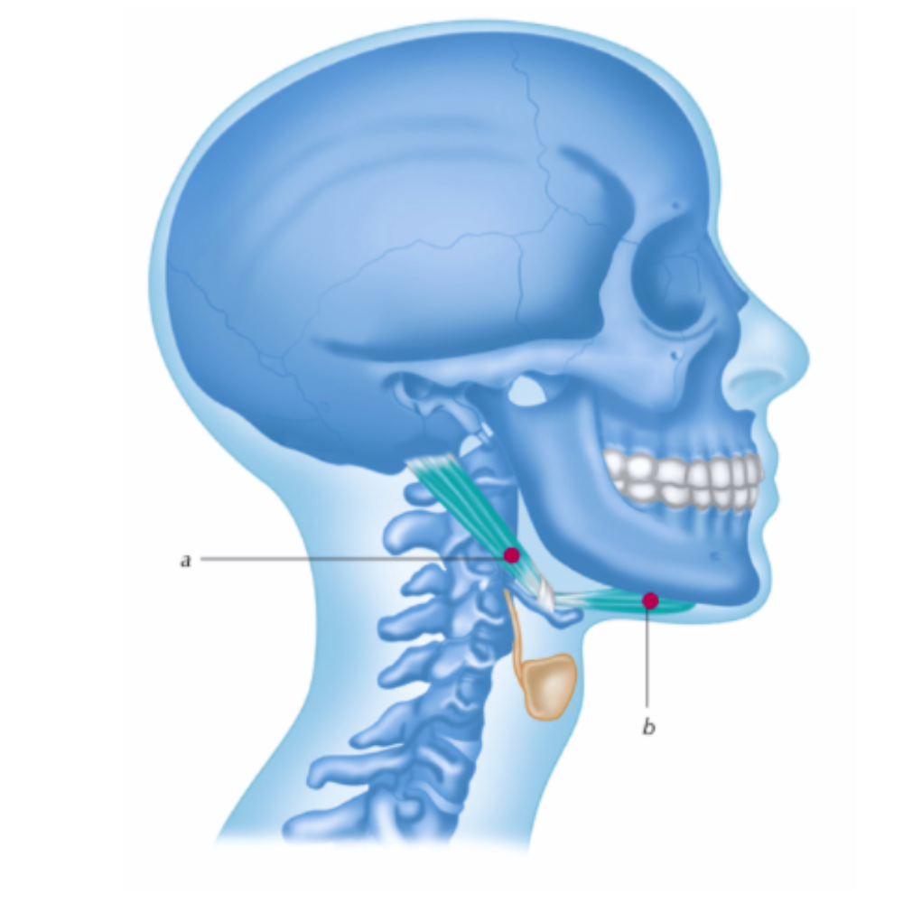 Digastric Muscle Trigger Points