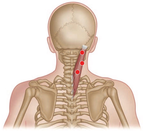 Upper Trapezius and Splenius Capitis massage the entire back of