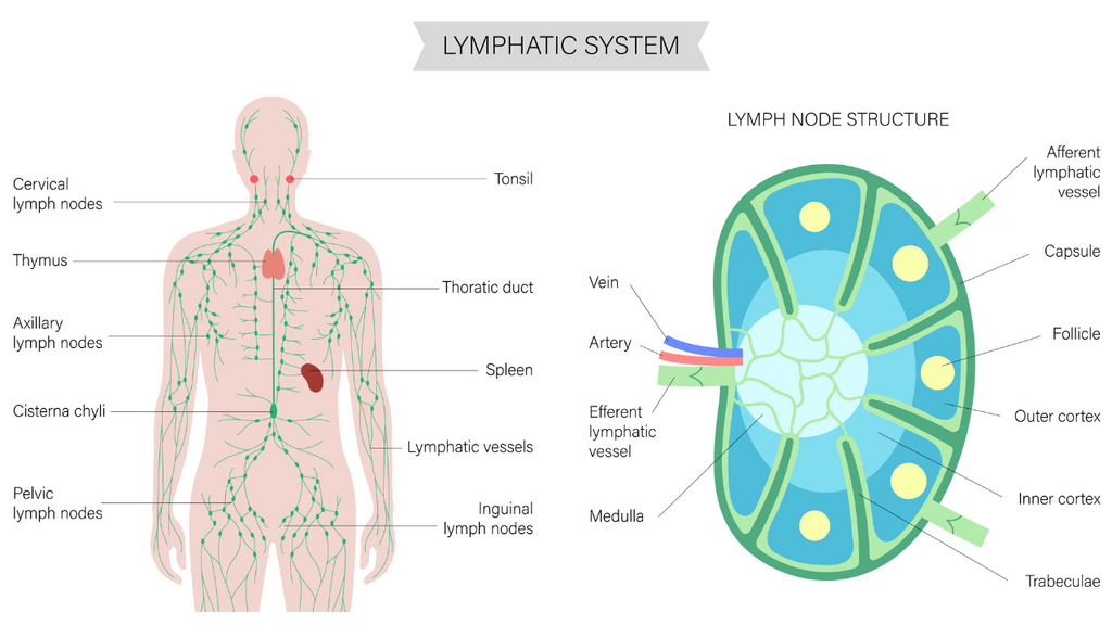 Das Lymphsystem für die manuelle Lymphdrainage-Massage