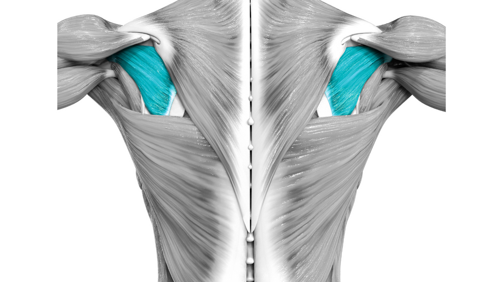 Infraspinatus Muscle Anatomy Trigger Point Release