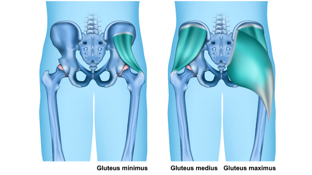 Gluteus Maximus Medius and Minimus muscles