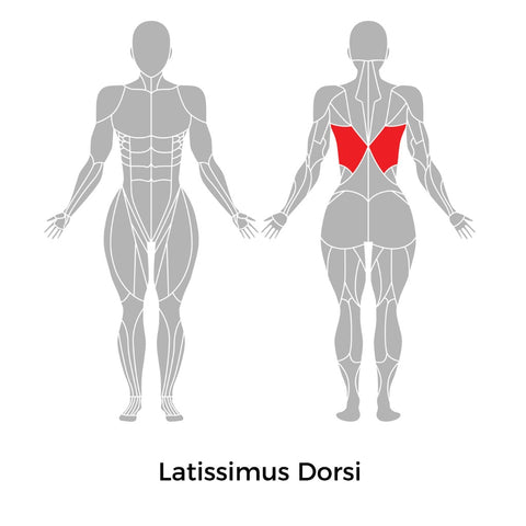 Latissimus Dorsi Female