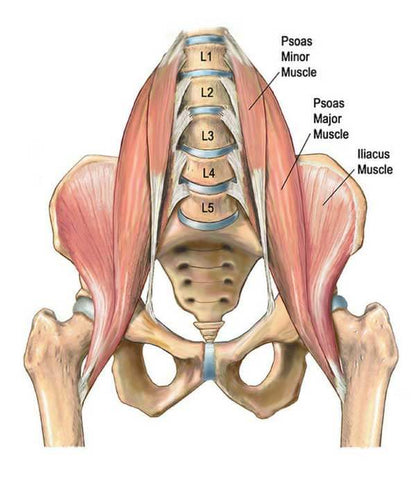Psoas Muscle Anatomy