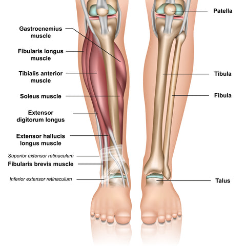 Anatomie des Unterschenkels