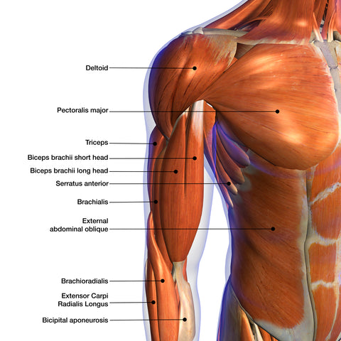 Pectoralis Major Treatment with Muscle Energy Techniques, Muscle Energy  Techniques, Pectoralis Major, Pectoralis Muscles and more