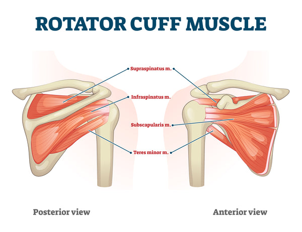 Muscles of the Rotator Cuff